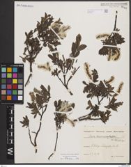 Foto von Salix breviserrata Flod.